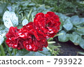 Rose in the rain (red) up 793922