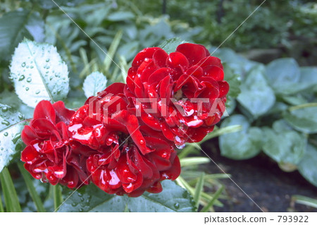 Rose in the rain (red) up Rose in the rain (red) up 793922