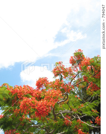 鳳凰樹 熱帶花木 雨季尾聲 794047