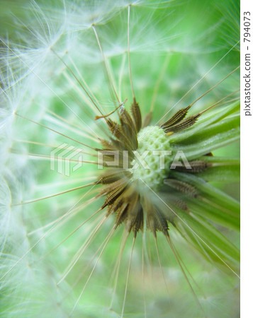 Fly dandelion 794073