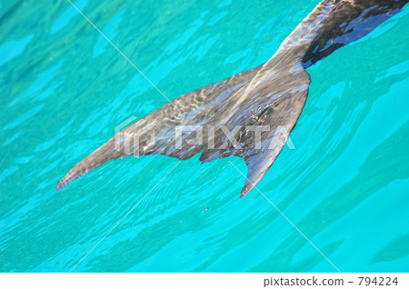 Hand dolphin tail Hand dolphin tail 794224