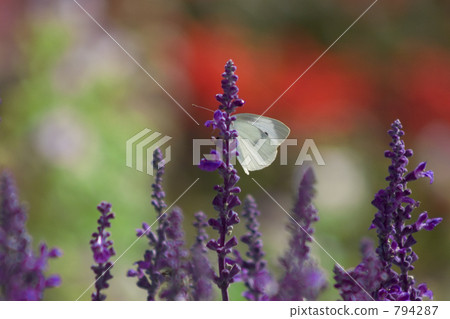 薰衣草和蝴蝶 794287