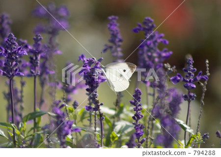 薰衣草和蝴蝶 薰衣草和蝴蝶 794288