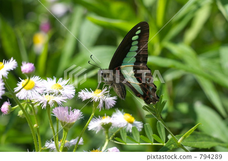 Aosujijeja停止在魚類 Aosujijeja停止在魚類 794289