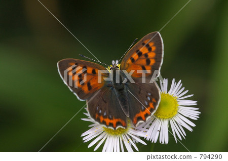 魚的Bisonishimi 魚的Bisonishimi 794290