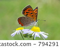 Flower and butterfly 794291