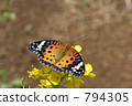 Zuma giuna 794305