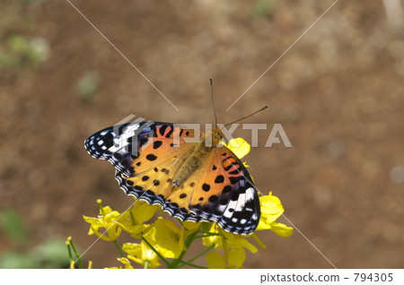 Zuma giuna Zuma giuna 794305