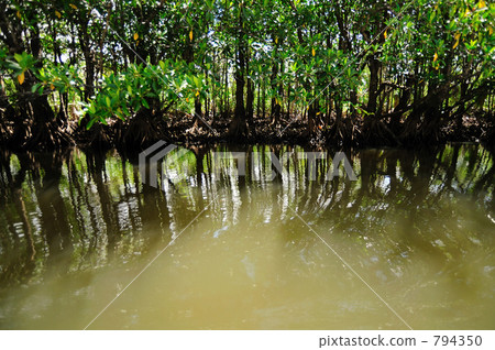 Mangrove tree shade Mangrove tree shade 794350