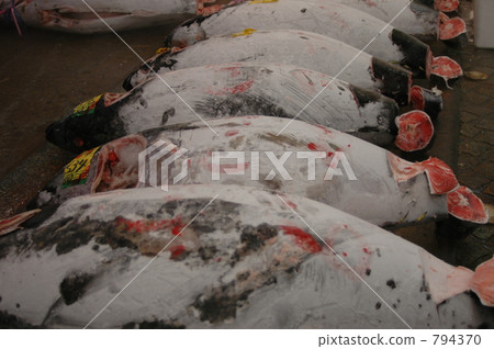 Frozen tuna 794370