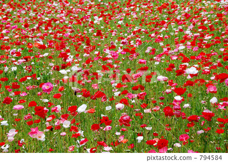 罌粟田 794584