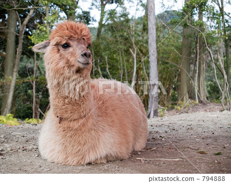 Alpaca of biopark 794888