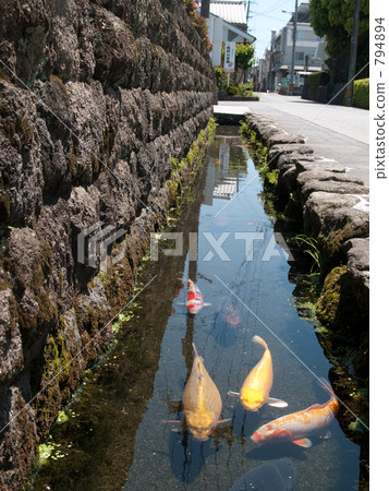 島原錦鯉游泳城市 島原錦鯉游泳城市 794894