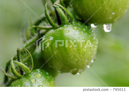 番茄 西紅柿 綠色番茄 795011