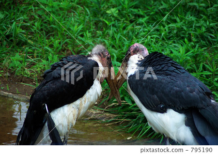 African Bald Stork African Bald Stork 795190