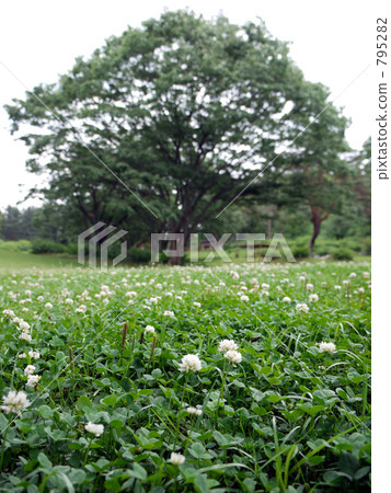 白三葉 空地 斜坡 795282