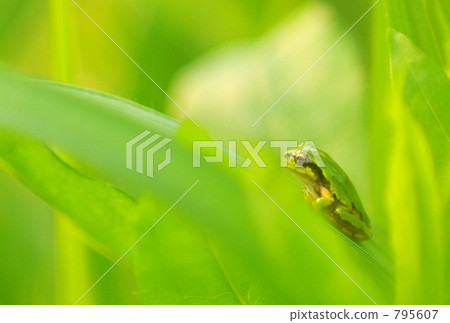 雨蛙 雨蛙 795607