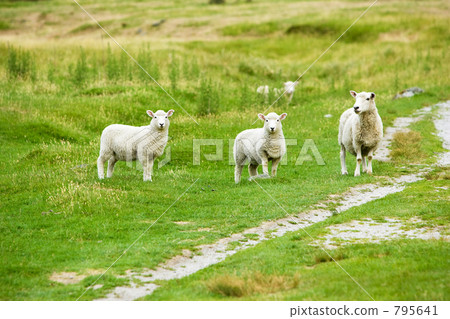 Parent and child sheep 795641