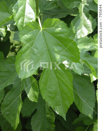 Mulberry leaf 'Magwa' 795644
