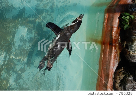 penguin, penguins, one 796329