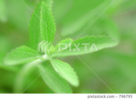 Stevia Stevia 796795