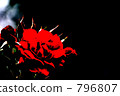rose, roses, large flowered 796807