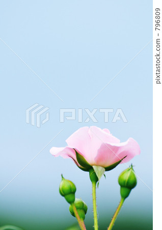 bud, rose, roses 796809