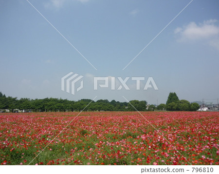 Poppy field of Kirin beer farm Poppy field of Kirin beer farm 796810