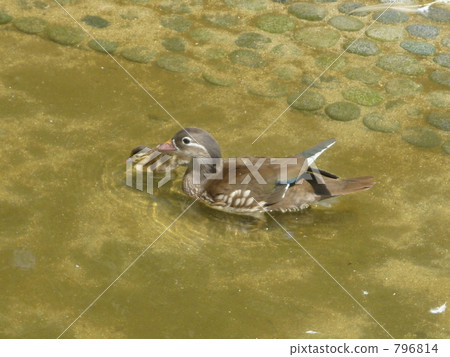 Parent and child of duck Parent and child of duck 796814