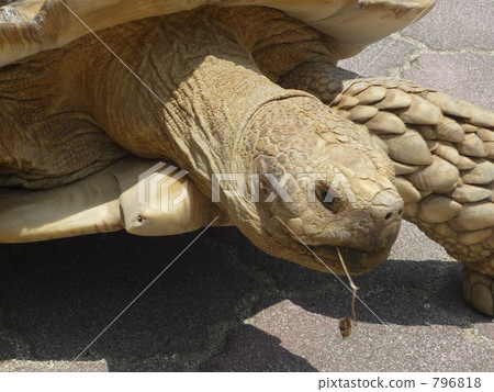 A large turtle in the zoo A large turtle in the zoo 796818