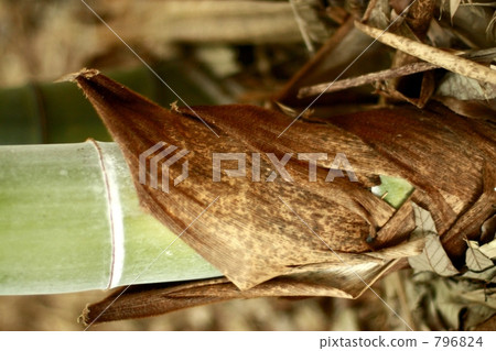 Bamboo root Bamboo root 796824