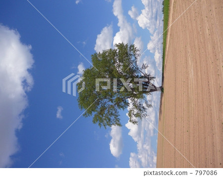 Philosophy tree 797086
