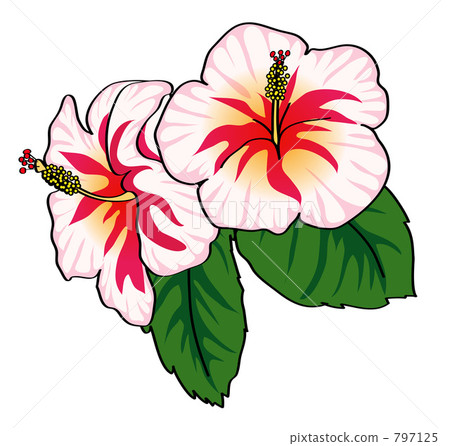 Hibiscus (white) Hibiscus (white) 797125