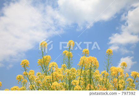 Nanohana場(廣島縣東廣島市) Nanohana場(廣島縣東廣島市) 797392