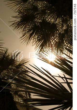 帕薩迪納 綠葉 烏賊 797548