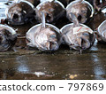 小金槍魚 797869