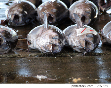 小金槍魚 小金槍魚 797869