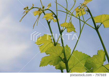 瞄準藍天的葡萄起重機 797889