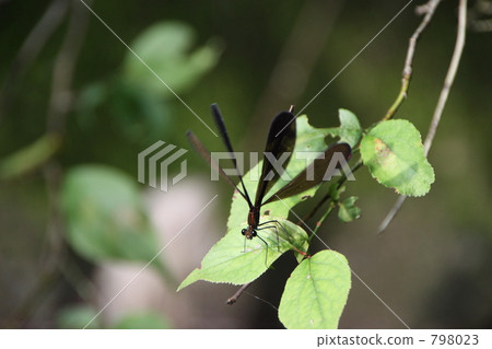 Atrocalopteryx蟬 798023