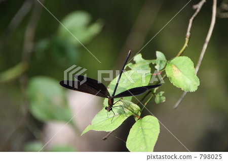 Atrocalopteryx蟬 798025