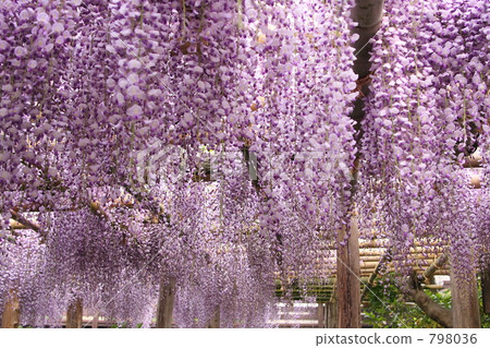 抬頭看紫藤架 798036