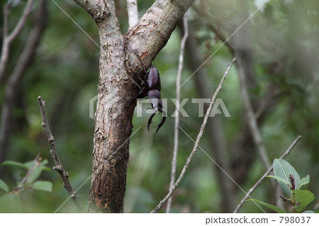 Saw toothbrush 798037