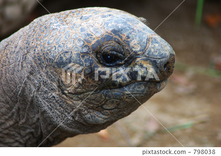 大陸龜 頭 頭部 798038