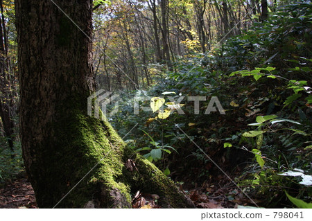 The birth of a new life 798041