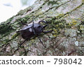 Beetle 798042