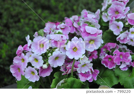 polyanthus primrose, bloom, blossom 799220