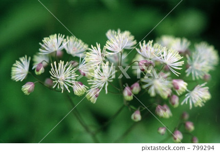 Flower of the plateau (larch) Flower of the plateau (larch) 799294