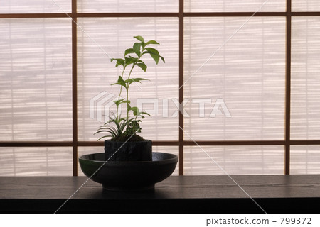 A bonsai A bonsai 799372