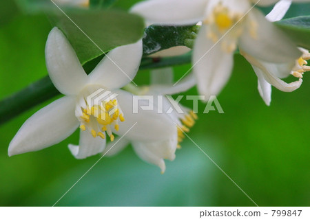 金桔花 799847