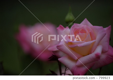 rose, roses 799923